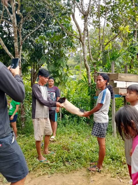 BIBIT ANAKAN PELIHARAAN BABI