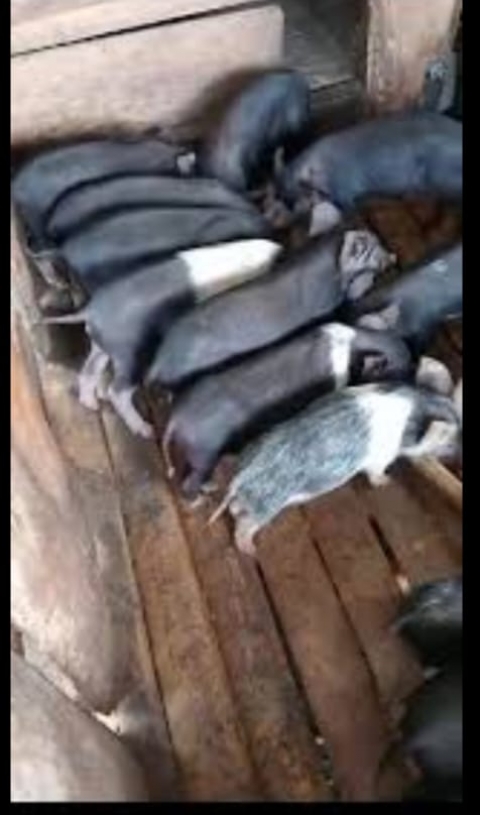 BANTUAN BIBIT ANAKAN PELIHARAAN BABI
