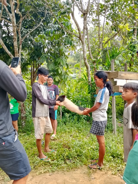 BANTUAN BIBIT ANAKAN PELIHARAAN BABI