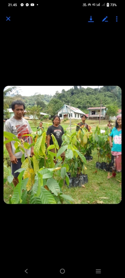 BANTUAN  BIBIT TANAMAN KAKAO