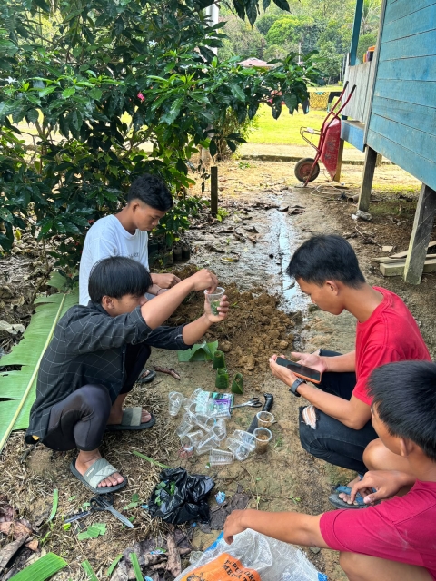 proses penanaman bibit terong dan tomat