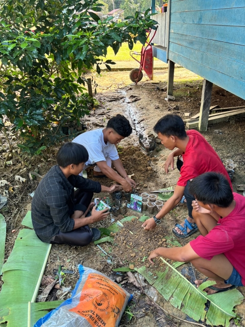 proses penanaman bibit terong dan tomat