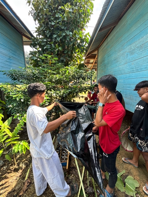 proses penanaman bibit terong dan tomat