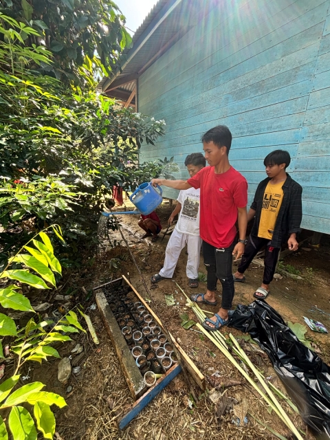 proses penanaman bibit terong dan tomat