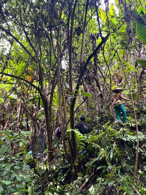 Menebas Ladang